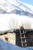 cat-on-ladder